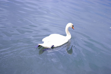 White beautiful swan swims in a pond.