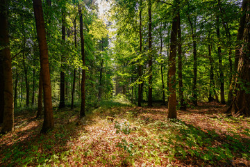 Fototapeta na wymiar Wald in Sachsen, Voigtland