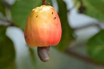 Cashew nut fruit with insects