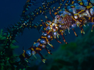 Underwater close-up photography of two ornate ghost pipefish.