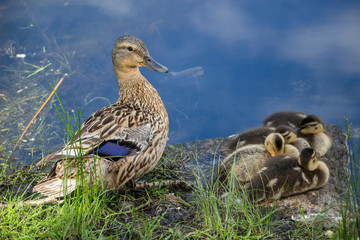 duck with ducklings on the bank