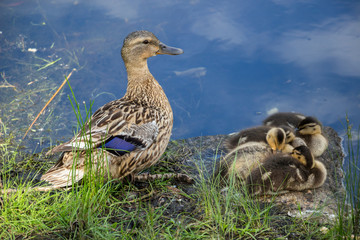 duck with ducklings on the bank