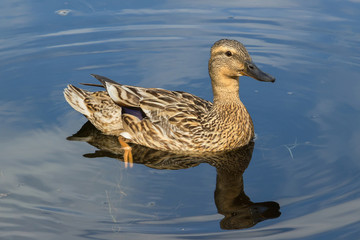 duck on the lake