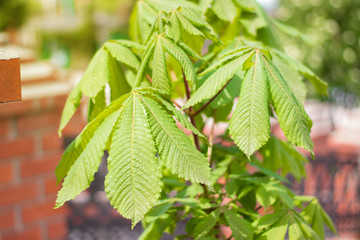 Young chestnut - a small tree - grows near a brick fence