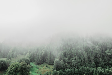 pine forest trees. nature green wood sunlight backgrounds. 