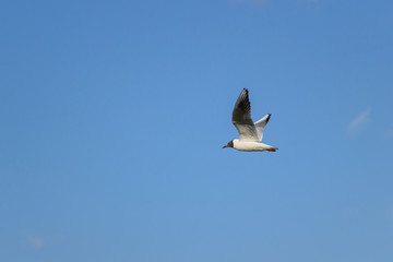 Obraz premium Seagull in the sky