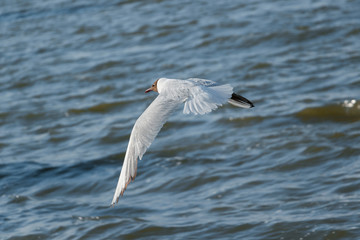 Seagull over water