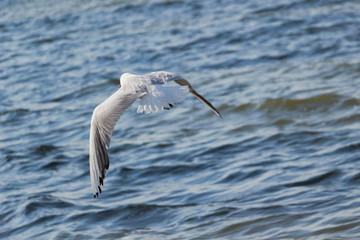 Seagull over water