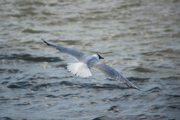 Seagull over water