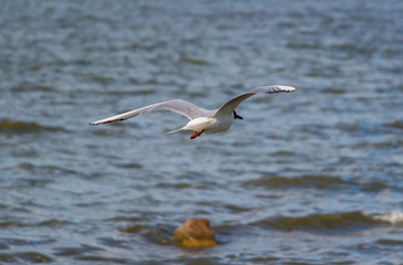 Fototapeta na wymiar Seagull over water