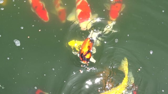 Koi fish swimming in a pond and fighting for food. Koi fishes are colored Amur carp, usually are for decorative purpose in pond or water garden. 