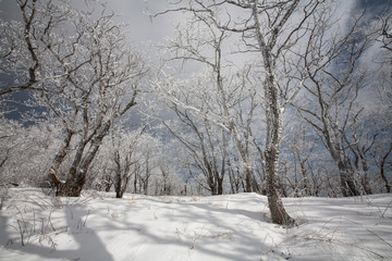 Fototapeta na wymiar 새하얀 눈이 덮인 산과 나무들 mountains and trees covered with white snow