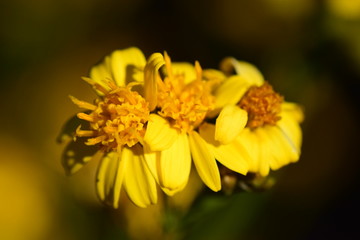 Yellow Flowers in the Southwest USA Desert