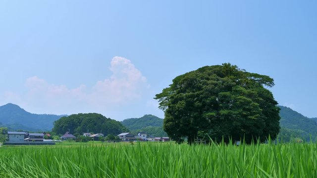 真夏の日本の田園風景