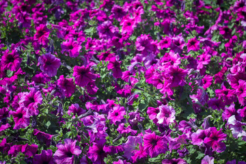 Fototapeta premium colorful petunia in park