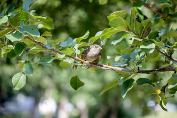 Sparrow on a tree branch