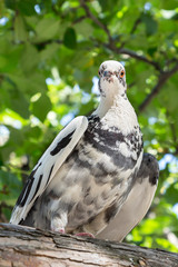 pigeon sitting on tree branch