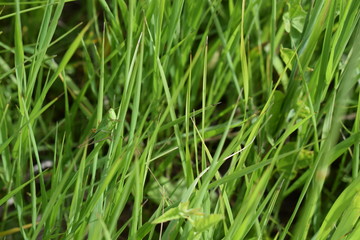 Fototapeta na wymiar Grasshopper in the grass