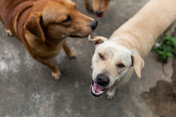 Female white dog and brown male dog waiting for their treat, friendly pet, happy dog, asian dog