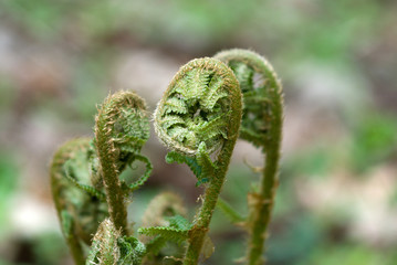 Young fern in spring