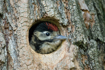 New life, chick of Great spotted woodpecker in the nest (Dendrocopos major)