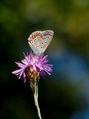 Common Blue Butterfly, Polyommatus icarus, on a centaurea flower. Gorgeous background.