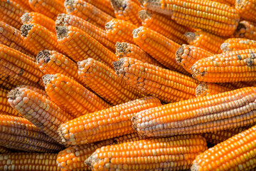 Old raw dry sweet corn pod background, agriculture and farm animal food 