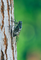 Macro close-up of an insect cicada outdoors on a tree