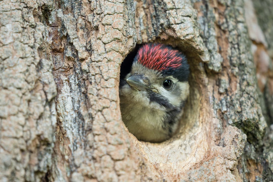 New life, chick of Great spotted woodpecker in the nest (Dendrocopos major)