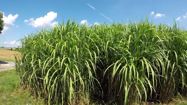 switch grass in summertime with young fresh plants
