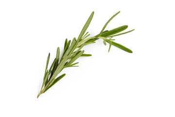 Fototapeta premium Stem of fresh rosemary on a white background