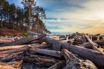 Fototapeta na wymiar Piles of Driftwood on Ruby Beach