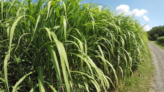 switch grass in summertime with young fresh plants