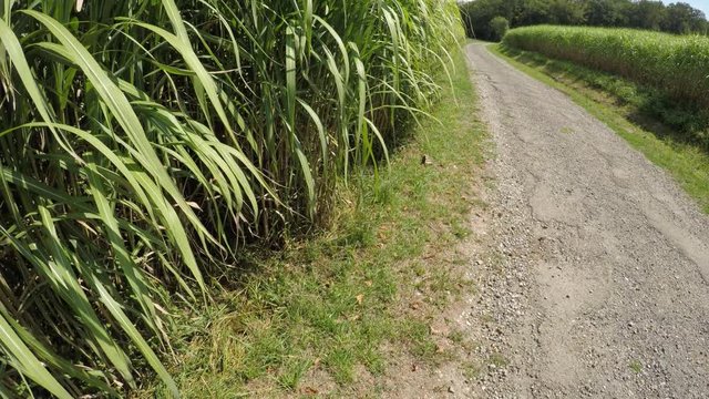 switch grass in summertime with young fresh plants