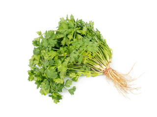 Bunch of green Coriander,cilantro,Parsley leaves (Coriandrum sativum) isolated on white background