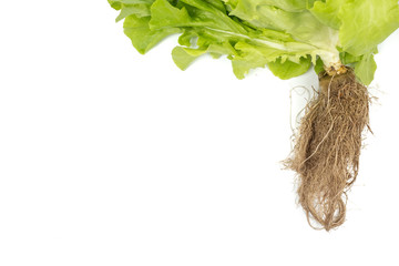 Fototapeta premium Green Oak leaf Lettuce (Lactuca sativa) isolated on white background