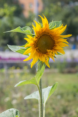 Sunflower in the urban environment