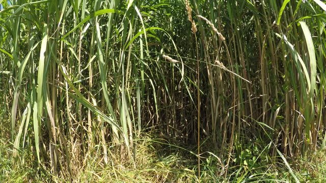switch grass in summertime with young fresh plants