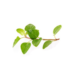 Fresh Oregano herb on a white background