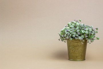 Flowers on a brown background. The idea for a postcard. Minimalism.