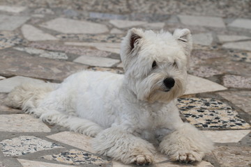 west highlands white terrier flattened