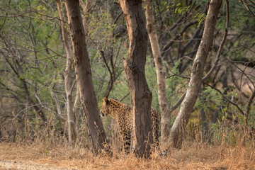 Fototapeta na wymiar A leopard or Panthera pardus fusca in a green background after rainy season over from forest of central india at ranthambore tiger reserve, rajasthan, india