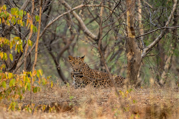 A leopard or Panthera pardus fusca in a green background after rainy season over from forest of central india at ranthambore national park or tiger reserve, rajasthan