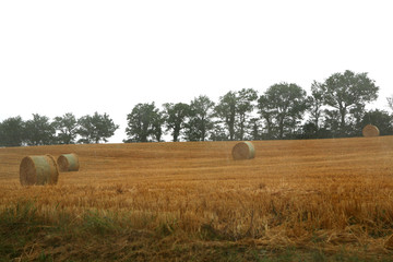 Round Bales in the Field