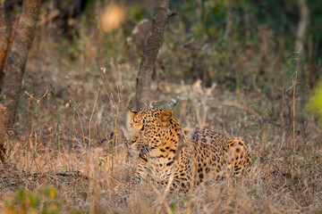 A leopard or Panthera pardus fusca in a green background after rainy season over from forest of central india at ranthambore tiger reserve, rajasthan, india