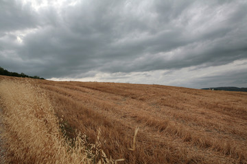 Cloudy Sky on the just harvested field