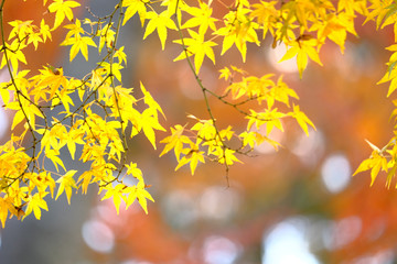 代々木公園　紅葉