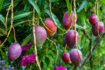  Isolated HD colorful Group Mango fruit growing on the mango garden