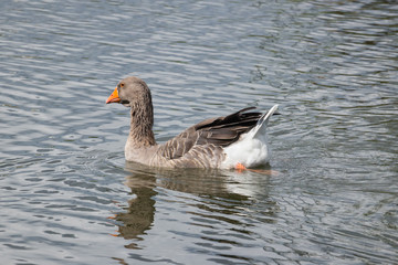 Fototapeta premium Goose swimming in a lake