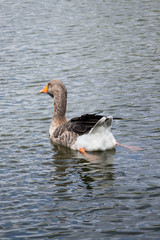 Fototapeta premium Goose swimming in a lake